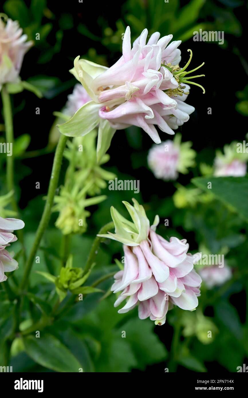 G6585 Aquilegia Vulgaris Double Winky Rose White 15 1754ec8e 0ecb 4700 95c2 8f6b400c7c85 from www redcrocus com