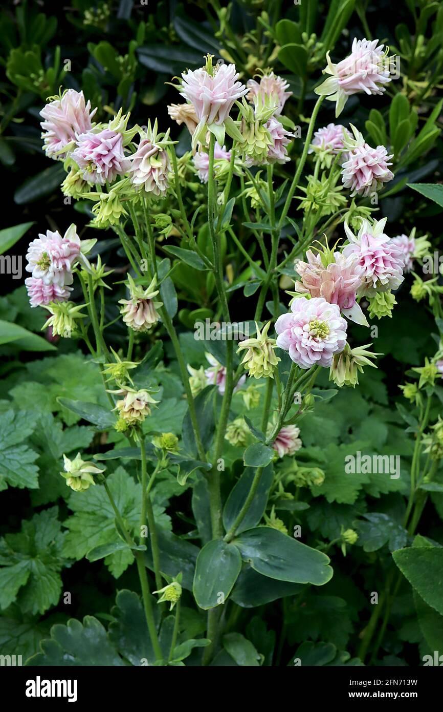 G6585 Aquilegia Vulgaris Double Winky Rose White 16 A5344a08 D964 4f15 Be40 409b4adf80f4 from www redcrocus com