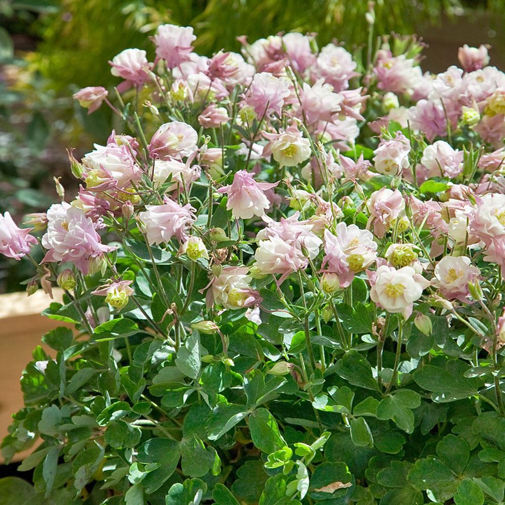 G6585 Aquilegia Vulgaris Double Winky Rose White 1 24443267 6f6a 4ddc 90c2 C5a4e159ba4b from www redcrocus com