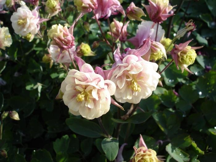 G6585 Aquilegia Vulgaris Double Winky Rose White 3 2d4e25c8 486f 407b 9412 822cf18e8911 from www redcrocus com