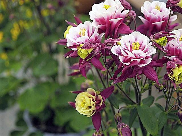 G6585 Aquilegia Vulgaris Double Winky Rose White 4 76b7cd53 92be 4c3a Bf37 2159eb3925d8 from www redcrocus com