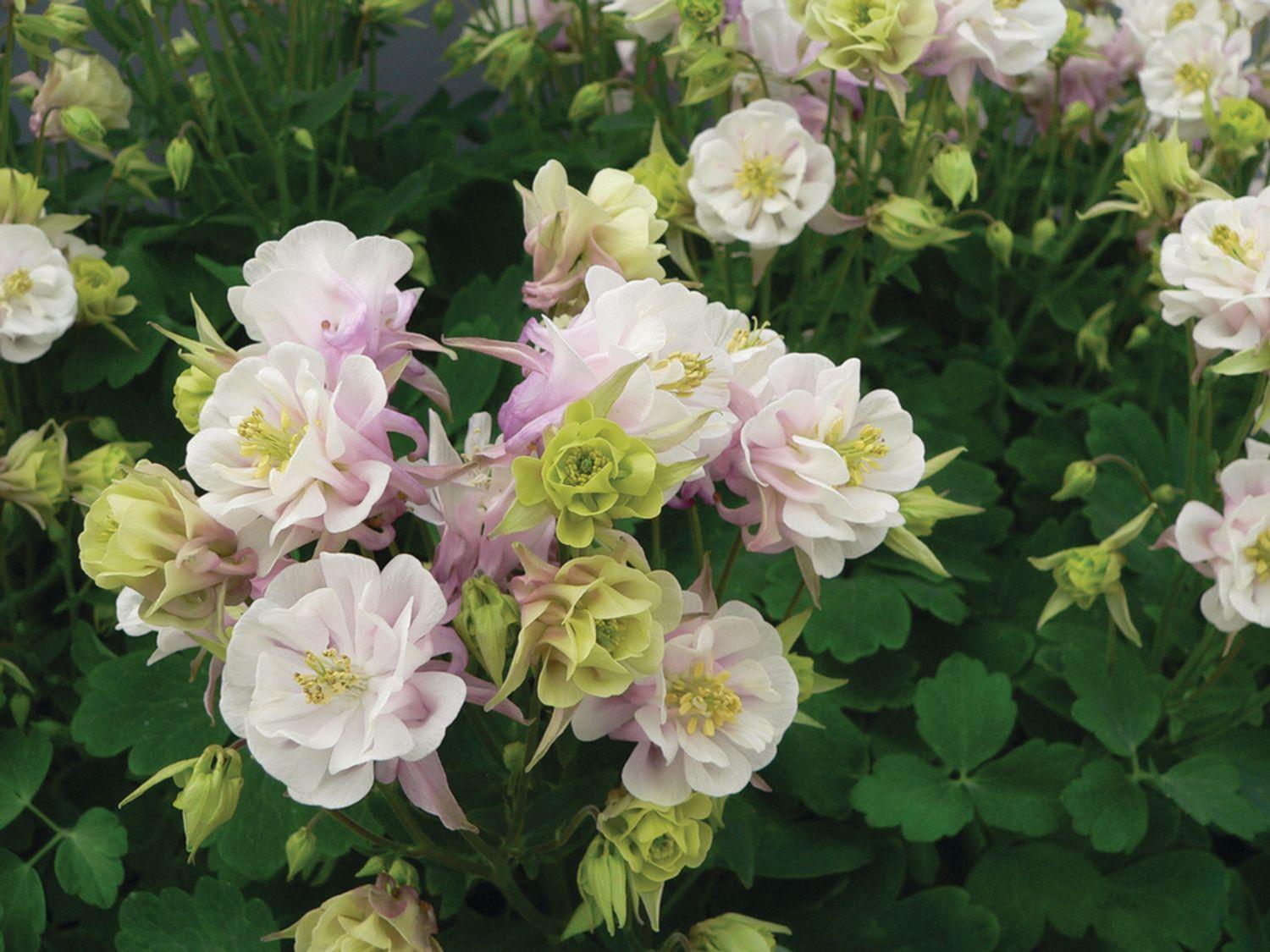 G6585 Aquilegia Vulgaris Double Winky Rose White 6 C0ef4173 Ebc5 4bcd 87ae 5af9cf5d1486 from www redcrocus com