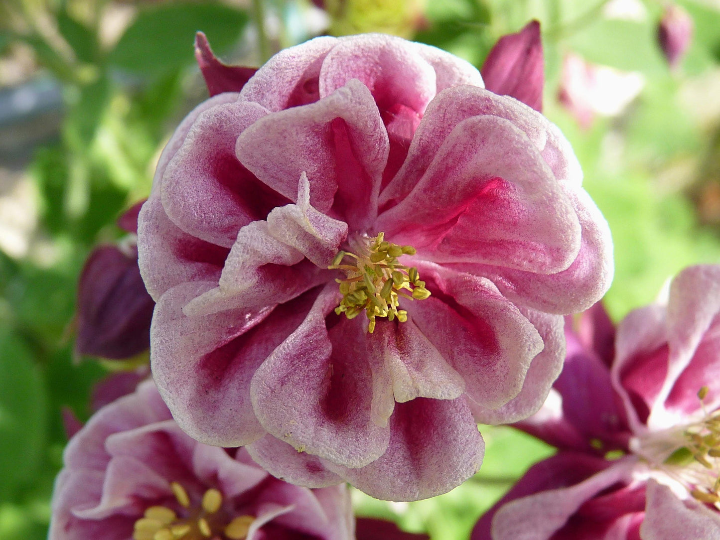 G6585 Aquilegia Vulgaris Double Winky Rose White 9 12508686 1592 4068 968b 1b2fdc9de3c2 from www redcrocus com