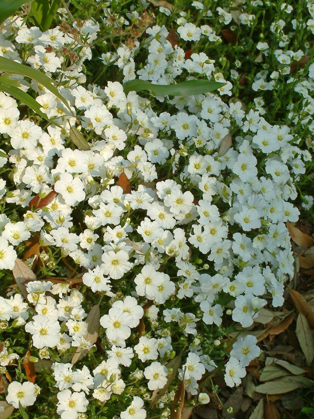 G6586 Arenaria Montana Snowbank - View 10 from www redcrocus com