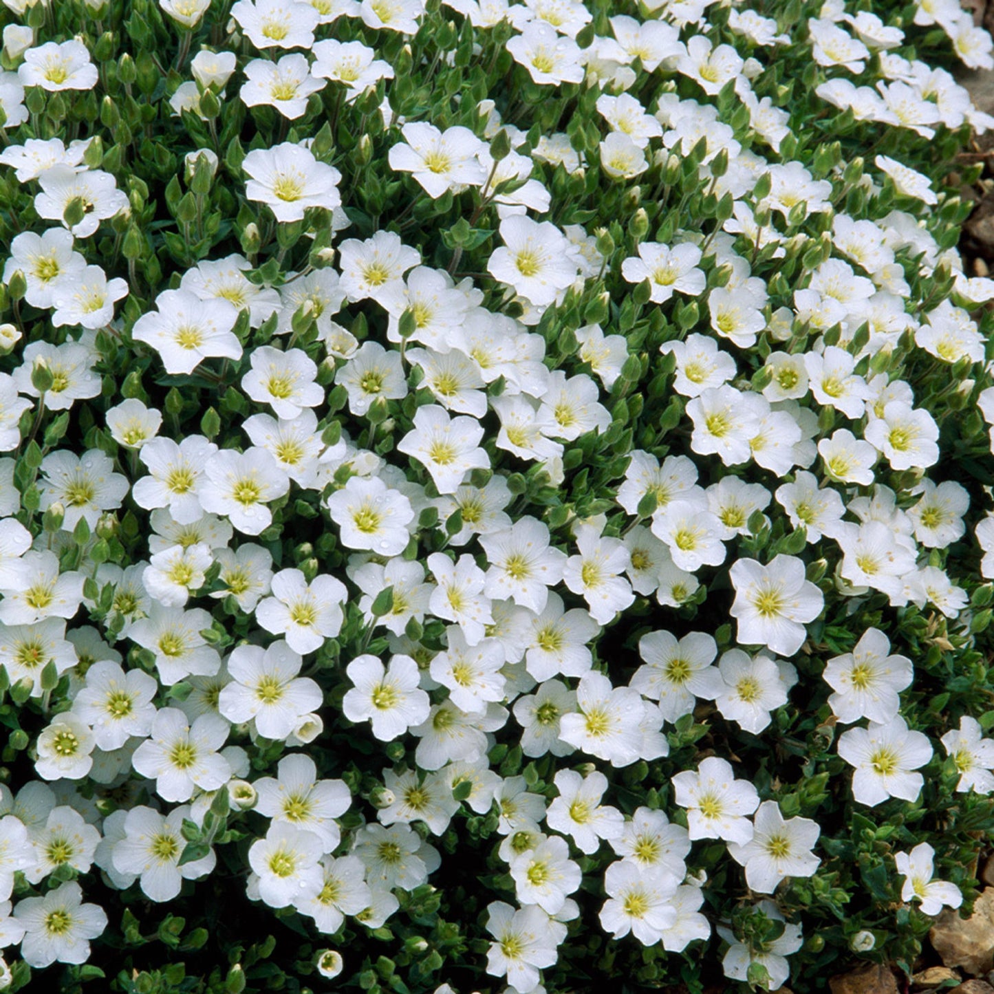 G6586 Arenaria Montana Snowbank - View 14 from www redcrocus com