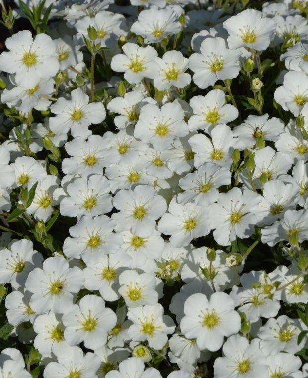G6586 Arenaria Montana Snowbank - View 15 from www redcrocus com