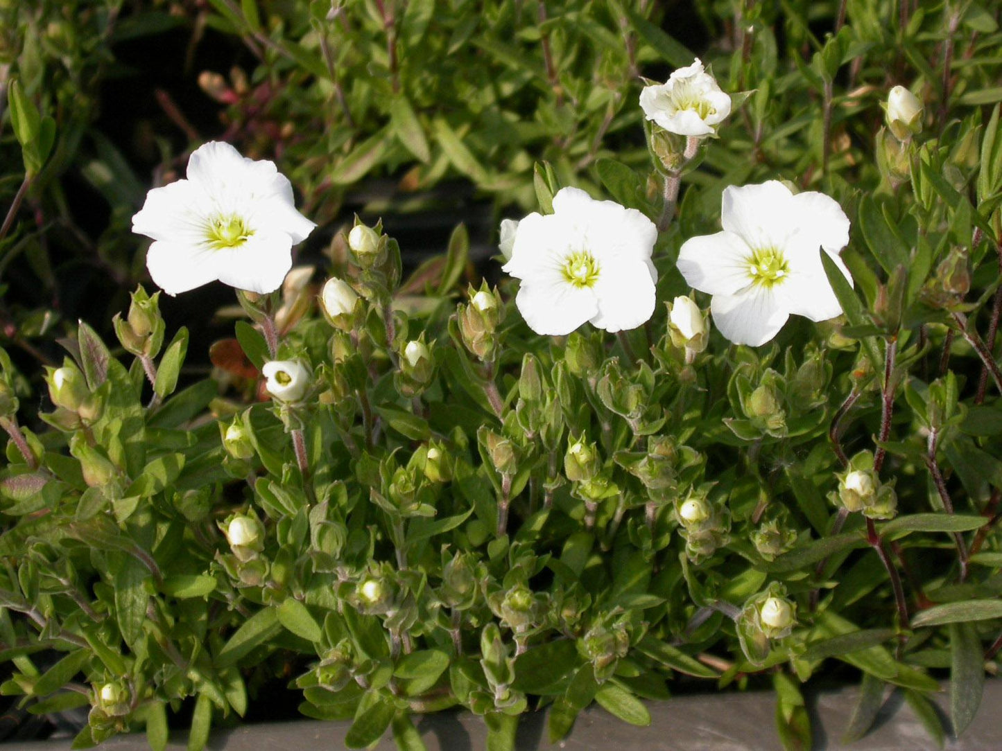 G6586 Arenaria Montana Snowbank - View 7 from www redcrocus com