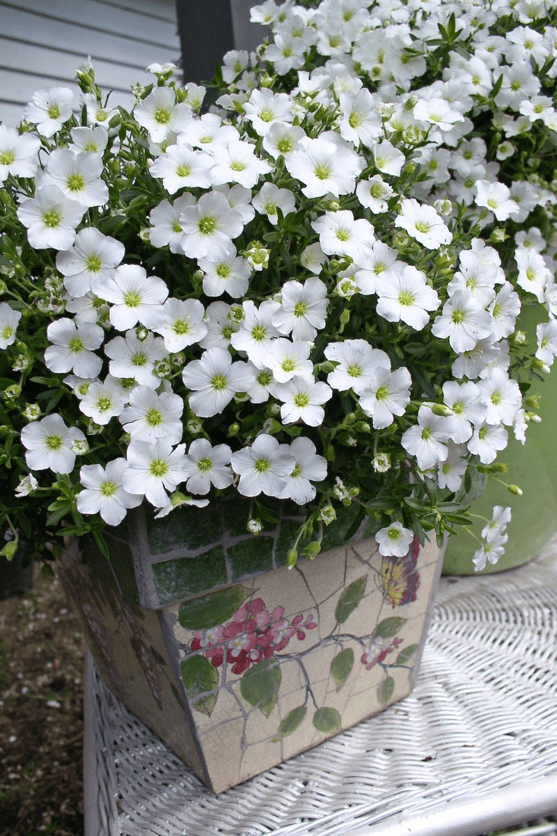 G6586 Arenaria Montana 'snowbank' - View 14 from www redcrocus com