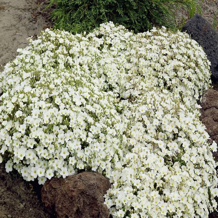 G6586 Arenaria Montana 'snowbank' - View 15 from www redcrocus com