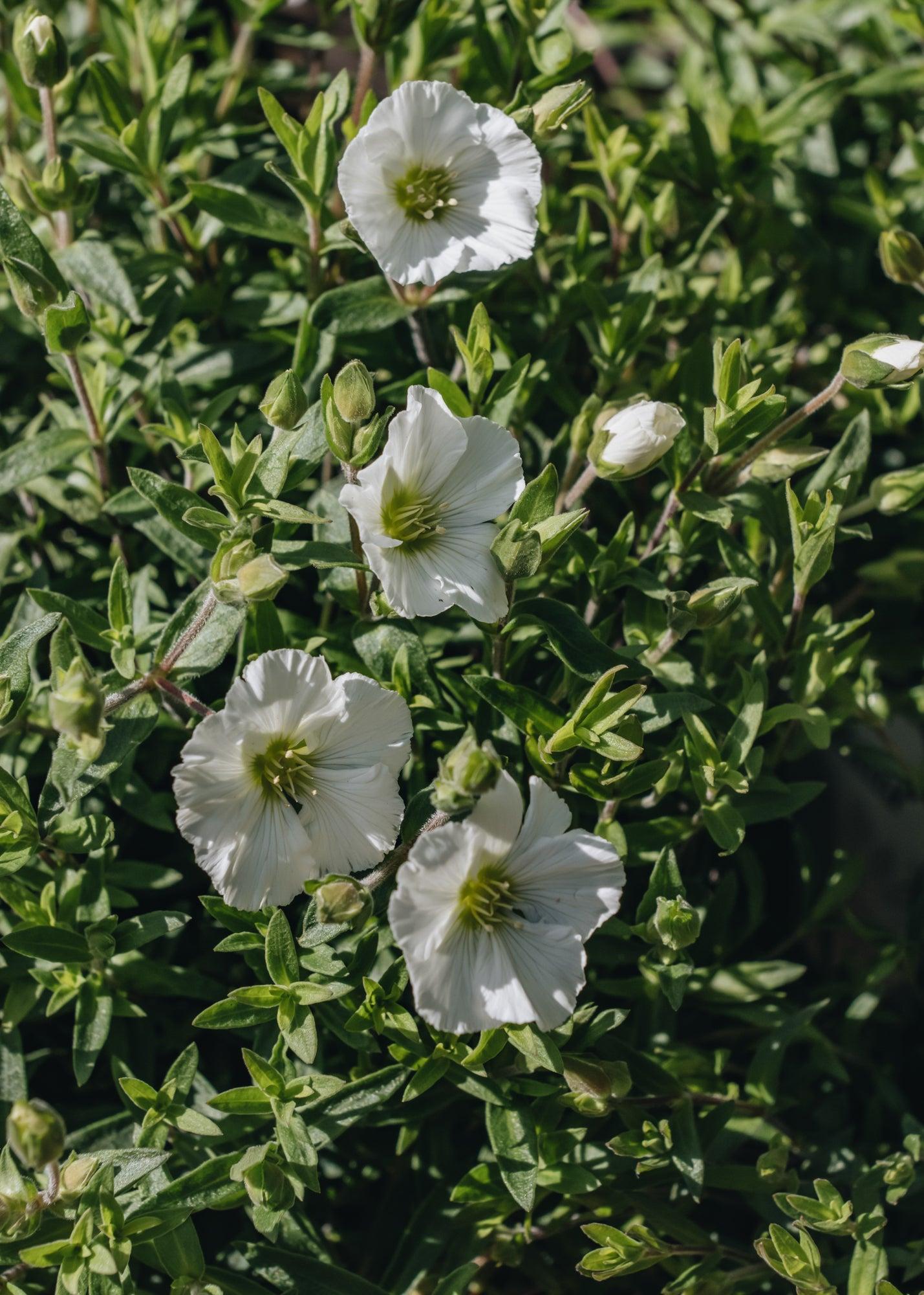 G6586 Arenaria Montana 'snowbank' - View 16 from www redcrocus com