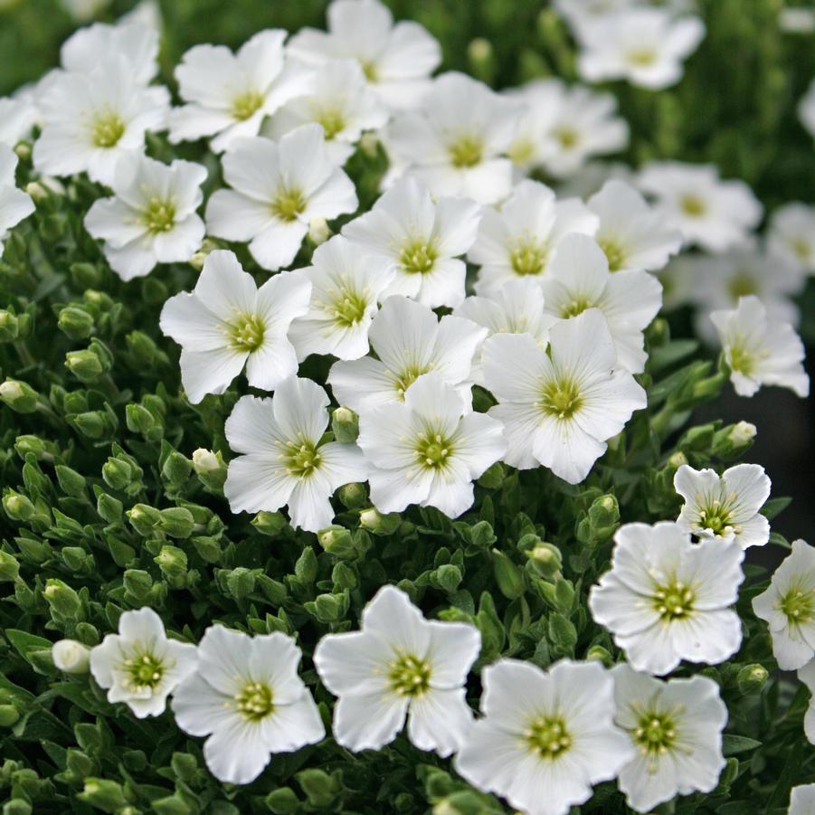 G6586 Arenaria Montana 'snowbank' - View 2 from www redcrocus com