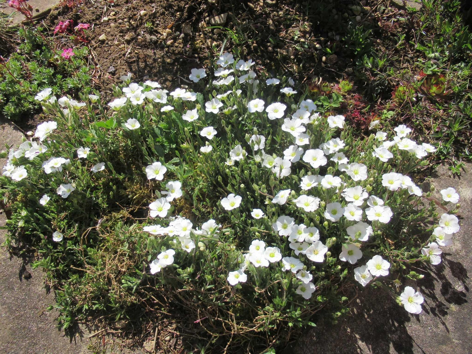 G6586 Arenaria Montana 'snowbank' - View 8 from www redcrocus com