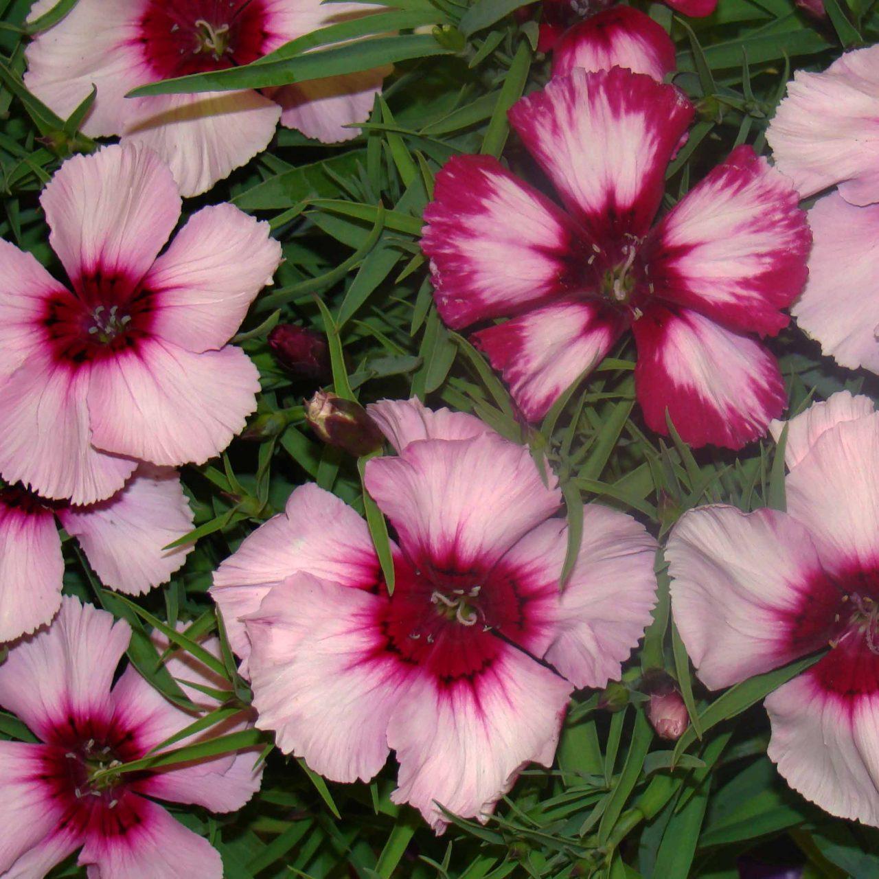 G6588 Dianthus Everlast Cherry Swirl 10 C7eeaf38 05c3 436e Bada 237ebed84ea6 from www redcrocus com