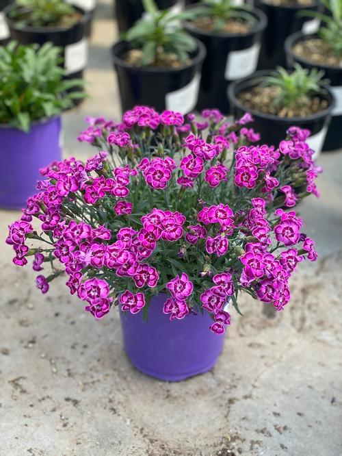 G6588 Dianthus Everlast Cherry Swirl 11 0ae7f953 7039 4e55 8342 6d24b8322dbf from www redcrocus com
