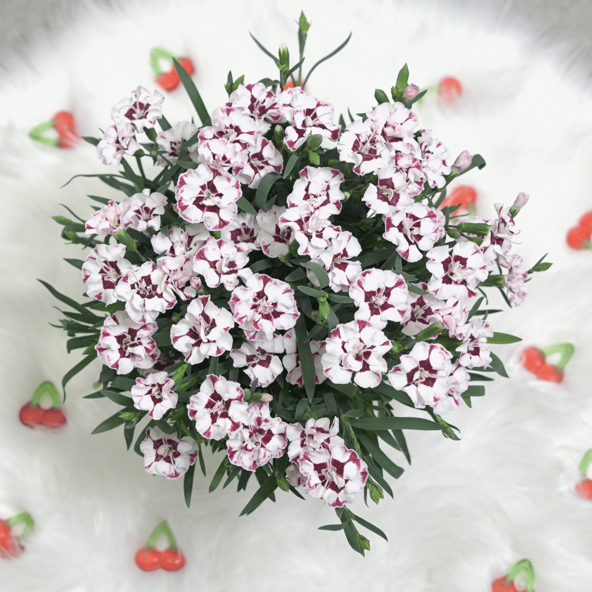 G6588 Dianthus Everlast Cherry Swirl 1 407cfec3 D801 4c74 9601 F15a2ad6a43d from www redcrocus com
