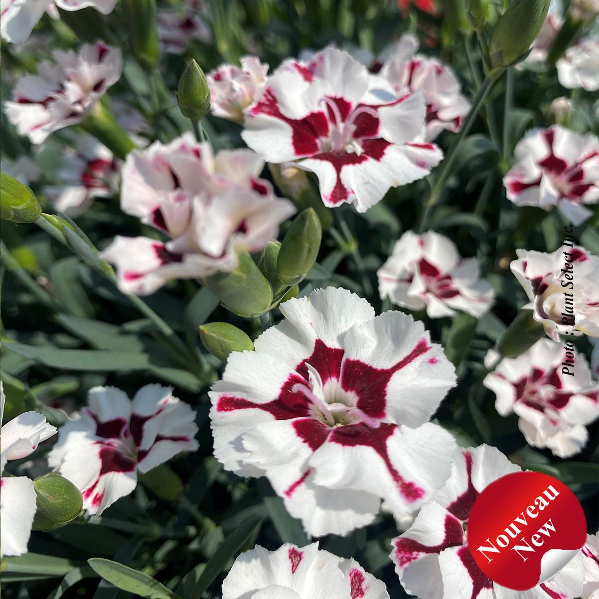 G6588 Dianthus Everlast Cherry Swirl 1 71dadc1d 1ec2 40ec A306 B61e0756509e from www redcrocus com
