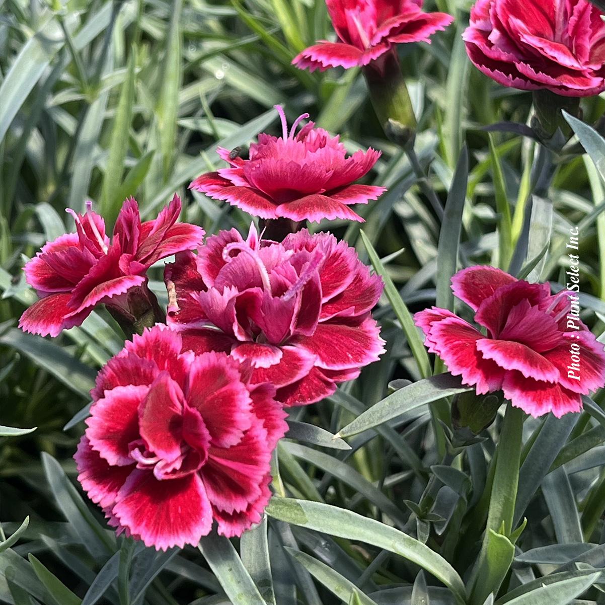 G6588 Dianthus Everlast Cherry Swirl 3 E9a6feed 13d3 4866 B1ab 296ce346632d from www redcrocus com
