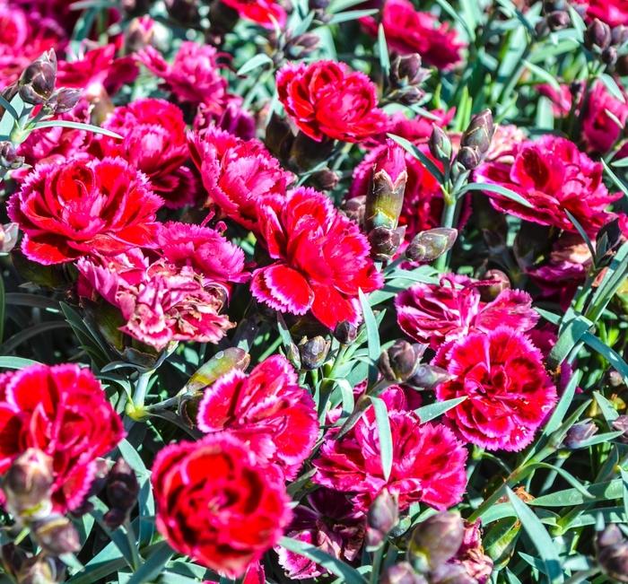 G6588 Dianthus Everlast Cherry Swirl 4 1c62b22e 3dcf 496c Ae65 D1210b40c0bc from www redcrocus com