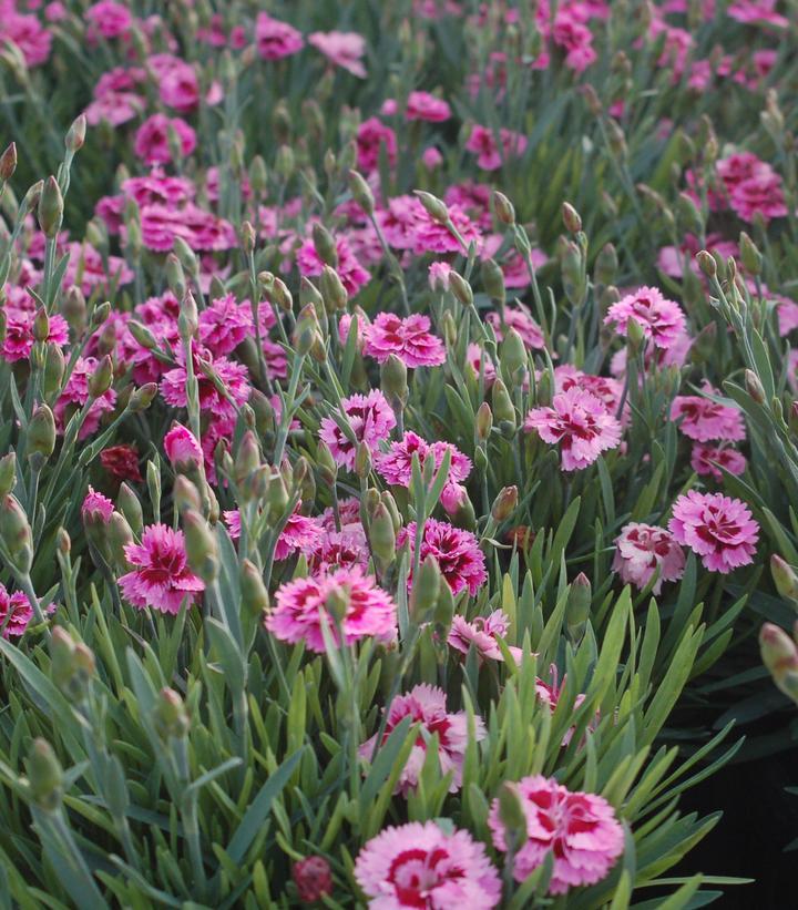 G6588 Dianthus Everlast Cherry Swirl 5 91c008ce 0009 46d0 A199 Af131d6785b9 from www redcrocus com