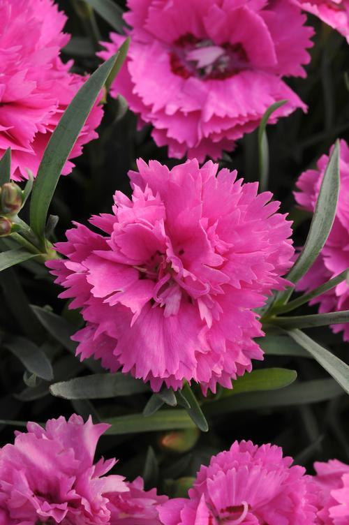 G6588 Dianthus Everlast Cherry Swirl 6 5f7cf8bc A5a5 4ee9 976c 767a832008e3 from www redcrocus com