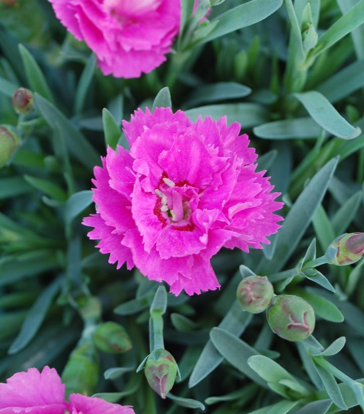 G6588 Dianthus Everlast Cherry Swirl 7 E070a40f 7813 4d9a 87e4 2777dd6f235b from www redcrocus com