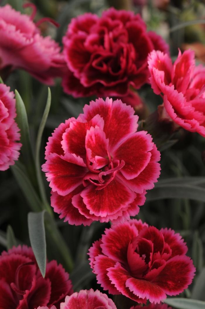 G6588 Dianthus Everlast Cherry Swirl 8 C8327f4a 6d12 4ed8 8625 58f080f48cc5 from www redcrocus com