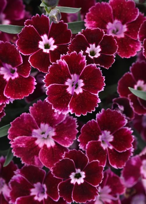 G6588 Dianthus Everlast Cherry Swirl 9 9a12a3cb Ad35 4315 A21a C664282c1866 from www redcrocus com