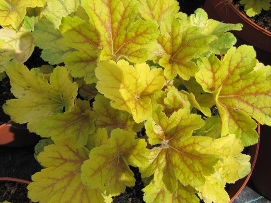 G6595 Heuchera X Honeydew - View 10 from www redcrocus com
