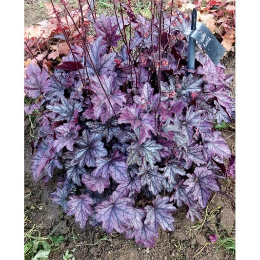 G6596 Heuchera X Raspberry Sea - View 10 from www redcrocus com