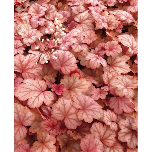 G6596 Heuchera X Raspberry Sea - View 1 from www redcrocus com