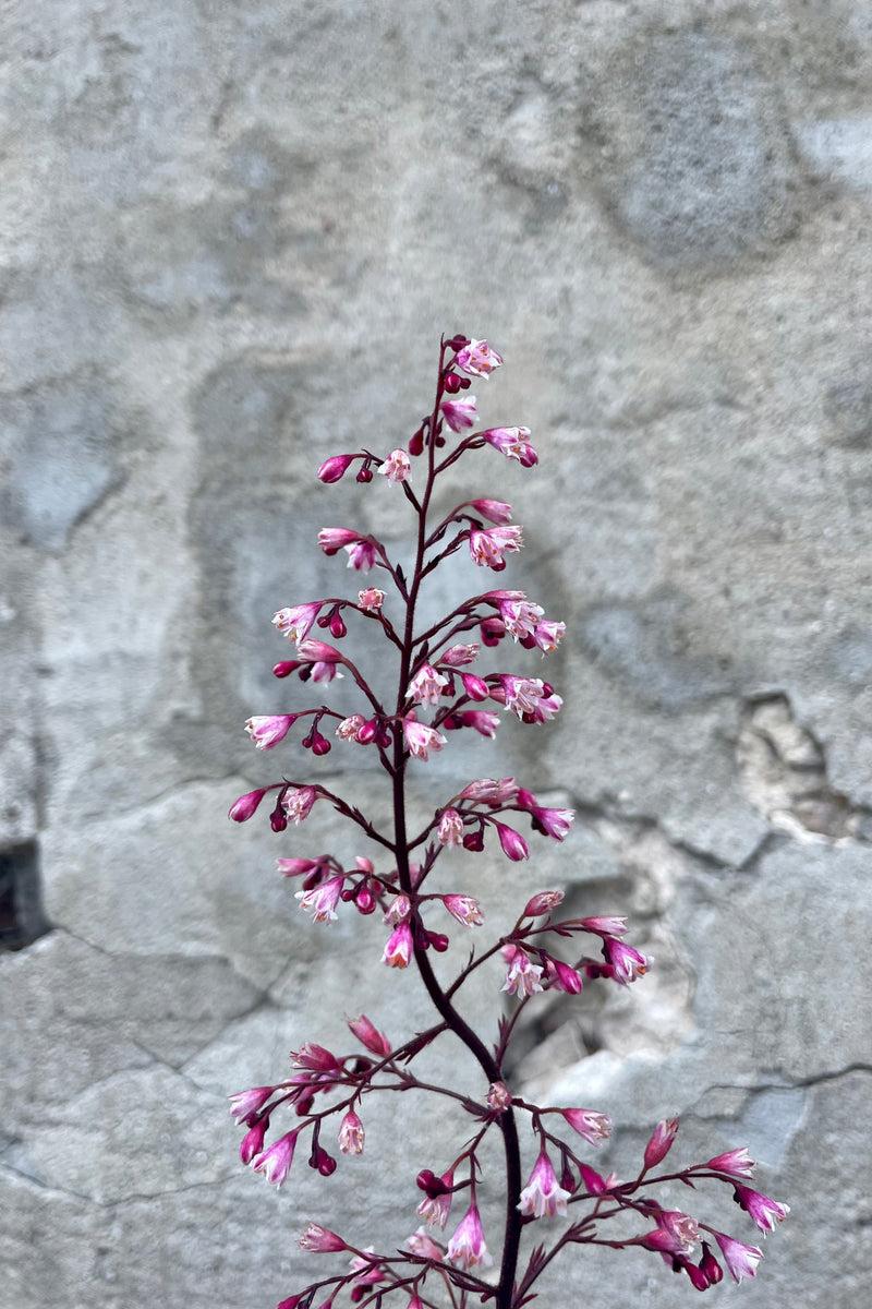 G6596 Heuchera X Raspberry Sea 8 Cc5f1dc4 A82d 45fe 8b34 64c160476301 from www redcrocus com