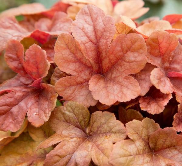 G6597 Heucherella X Buttered Rum 10 292418a9 6008 4832 Bfd9 2ffd0791b7b9 from www redcrocus com