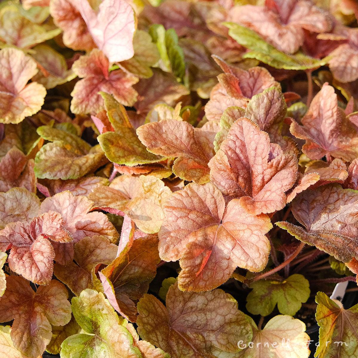 G6597 Heucherella X Buttered Rum 11 A68f6764 1559 4ade A016 Eccaaafe02bc from www redcrocus com