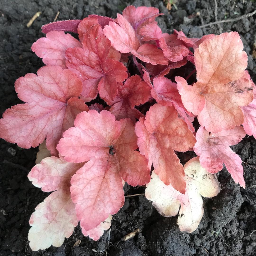 G6597 Heucherella X Buttered Rum 12 Ee489b5e 7659 4b33 B8e7 579d1a4401df from www redcrocus com
