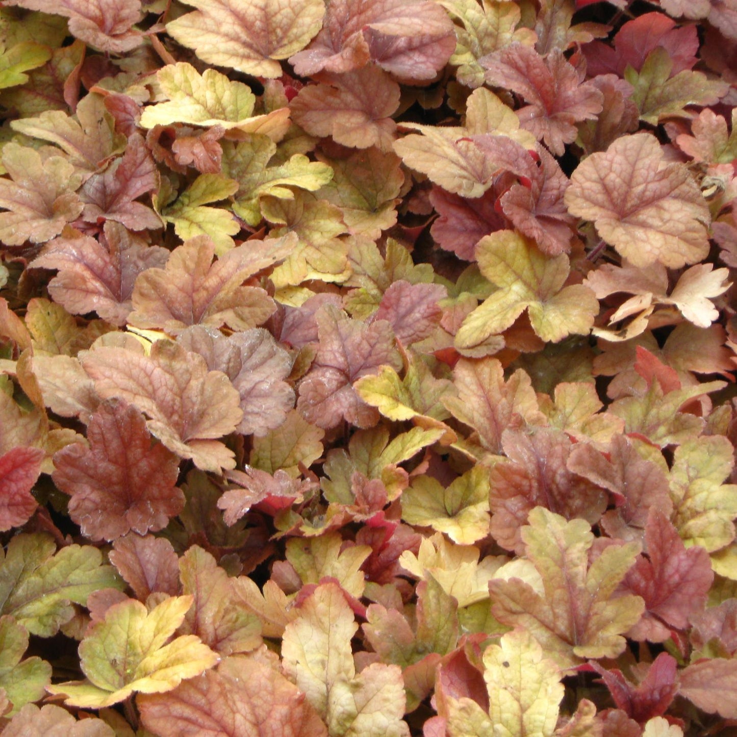 G6597 Heucherella X Buttered Rum 15 9c727f3d 16e1 4a59 B92c 249d59de2f4e from www redcrocus com