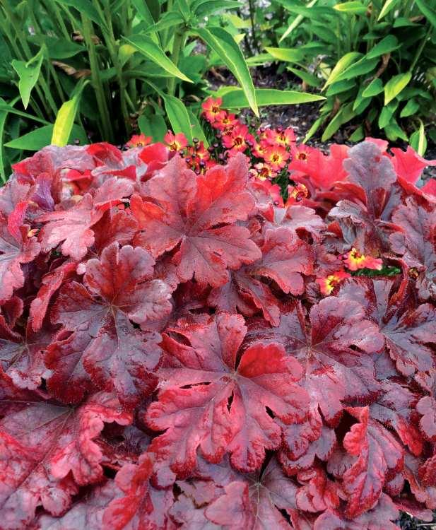 G6597 Heucherella X Buttered Rum 16 9debf5b8 89cf 4b06 Bb9f 52480e186e0a from www redcrocus com