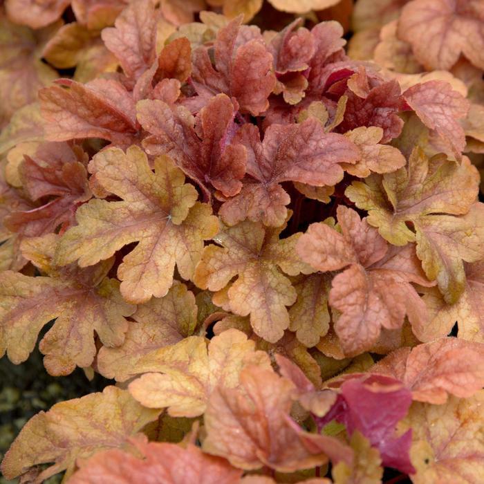 G6597 Heucherella X Buttered Rum 17 98a78f60 F6ad 4731 9f18 D97254b9e78a from www redcrocus com