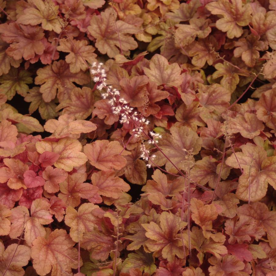 G6597 Heucherella X Buttered Rum 18 7392576d A035 4488 8cfc 709ce1feb05e from www redcrocus com
