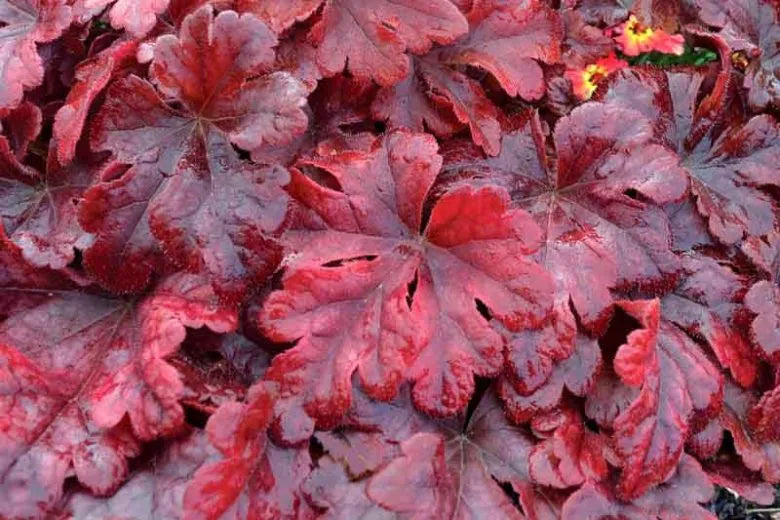 G6597 Heucherella X Buttered Rum 18 6d3555d2 8c66 47af 8ff9 D90daca3c6f8 from www redcrocus com