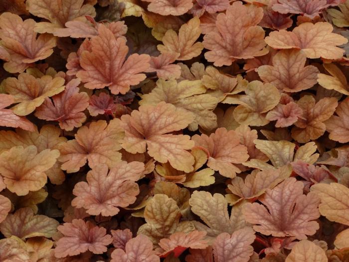 G6597 Heucherella X Buttered Rum 19 22db1f34 Bcfc 41b0 8777 8050f2bca780 from www redcrocus com
