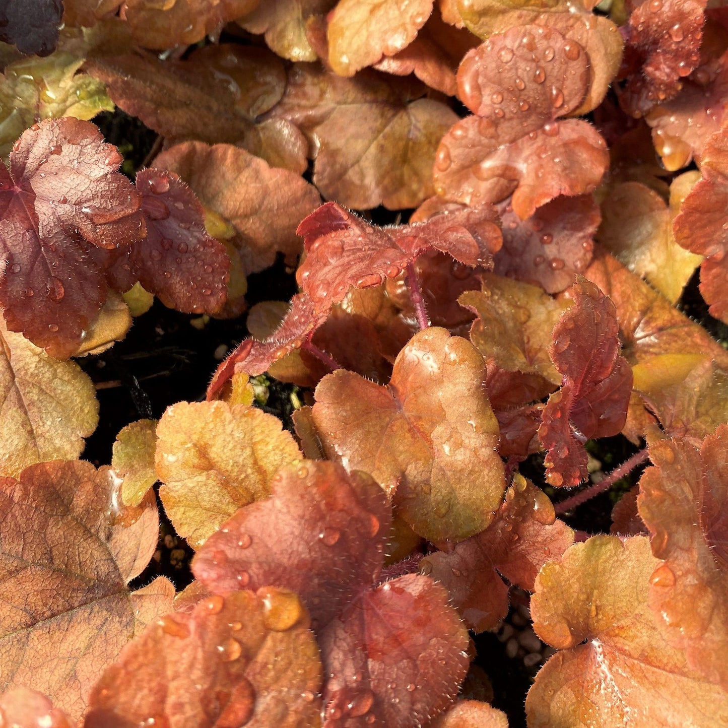G6597 Heucherella X Buttered Rum 1 Bbdc71f6 B7c3 4fb5 Aaf1 104fa9b89f4f from www redcrocus com