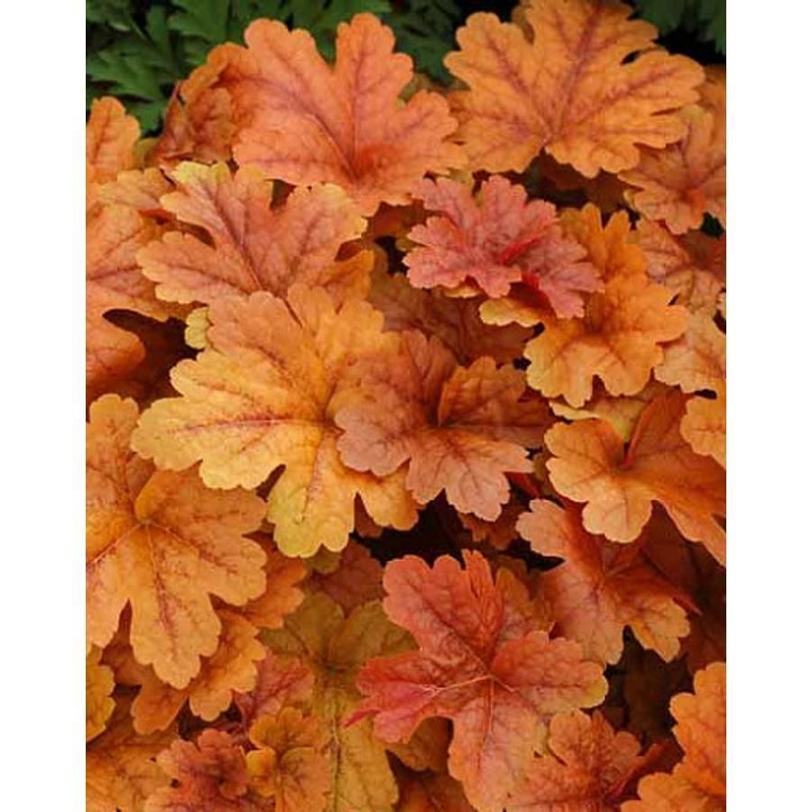 G6597 Heucherella X Buttered Rum 2 3aad7695 D86d 4898 93fc B354eee87cbc from www redcrocus com