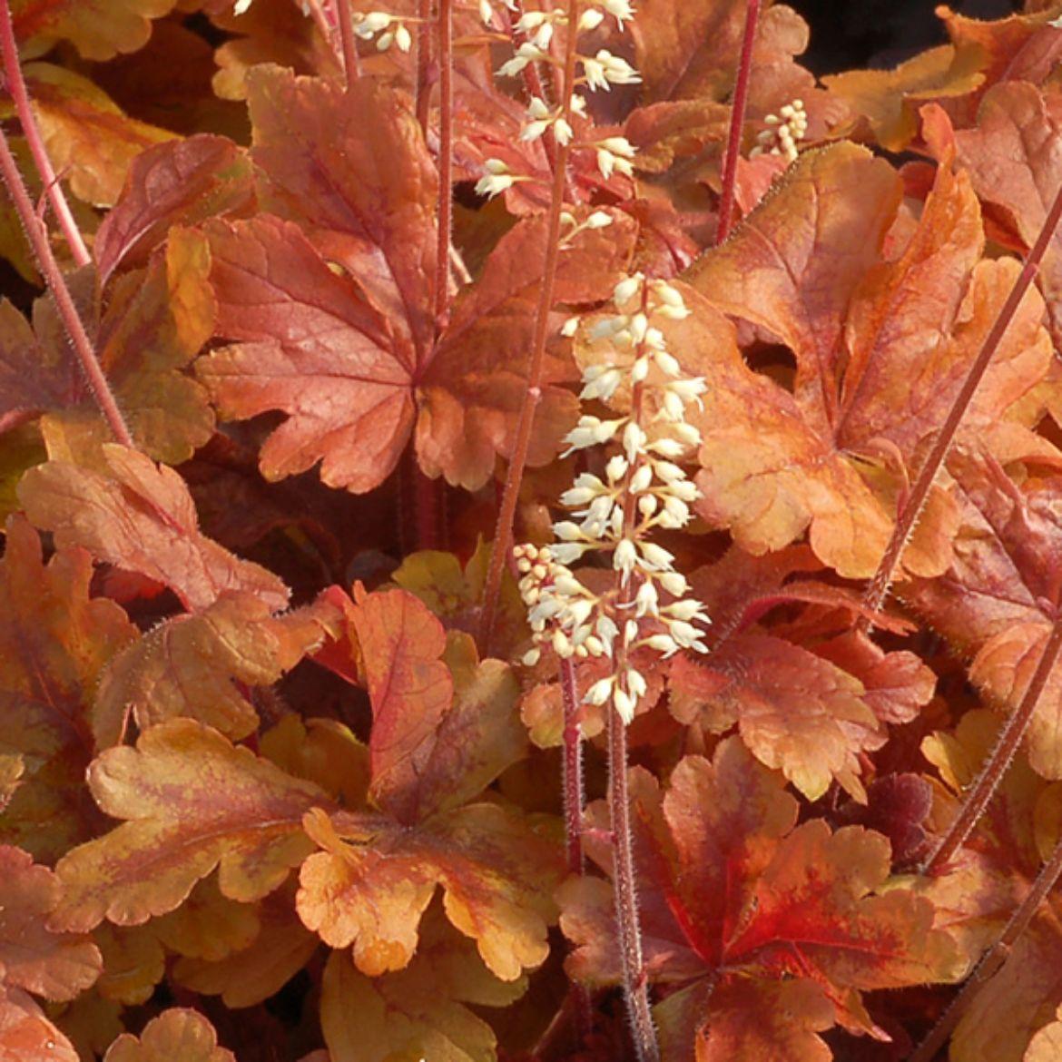 G6597 Heucherella X Buttered Rum 3 63c4cfac 4c54 4dad 9936 75e1a725cefd from www redcrocus com