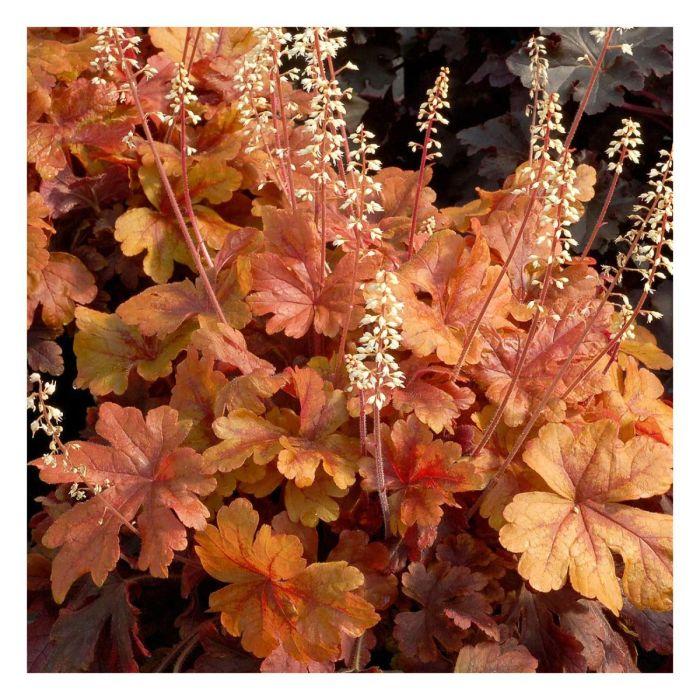 G6597 Heucherella X Buttered Rum 4 0c3c7cae 83c5 4172 888c 755a1171d5d4 from www redcrocus com