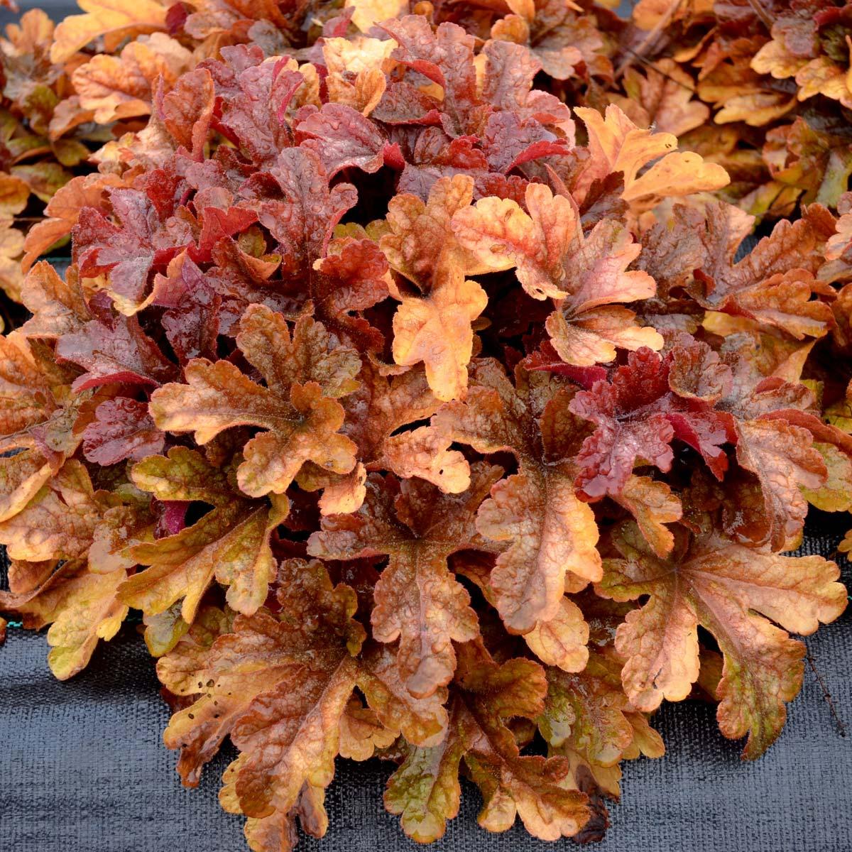 G6597 Heucherella X Buttered Rum 5 F8b8e2cf 488f 4a1d 9ded 5553a26a99d6 from www redcrocus com