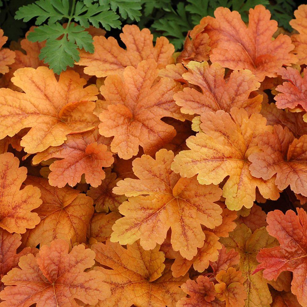 G6597 Heucherella X Buttered Rum 6 089712a0 2e64 4d1e 8c5a 2e6656a67077 from www redcrocus com