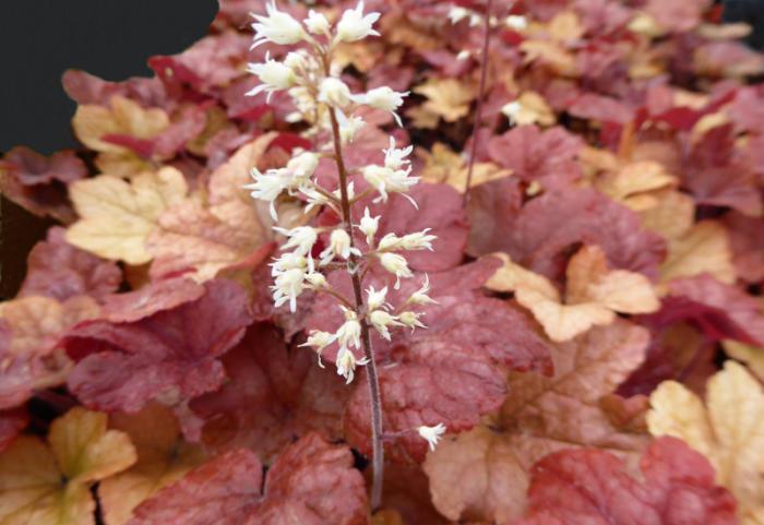 G6597 Heucherella X Buttered Rum 7 B9b23507 D31e 4c12 B666 6139c5231ade from www redcrocus com