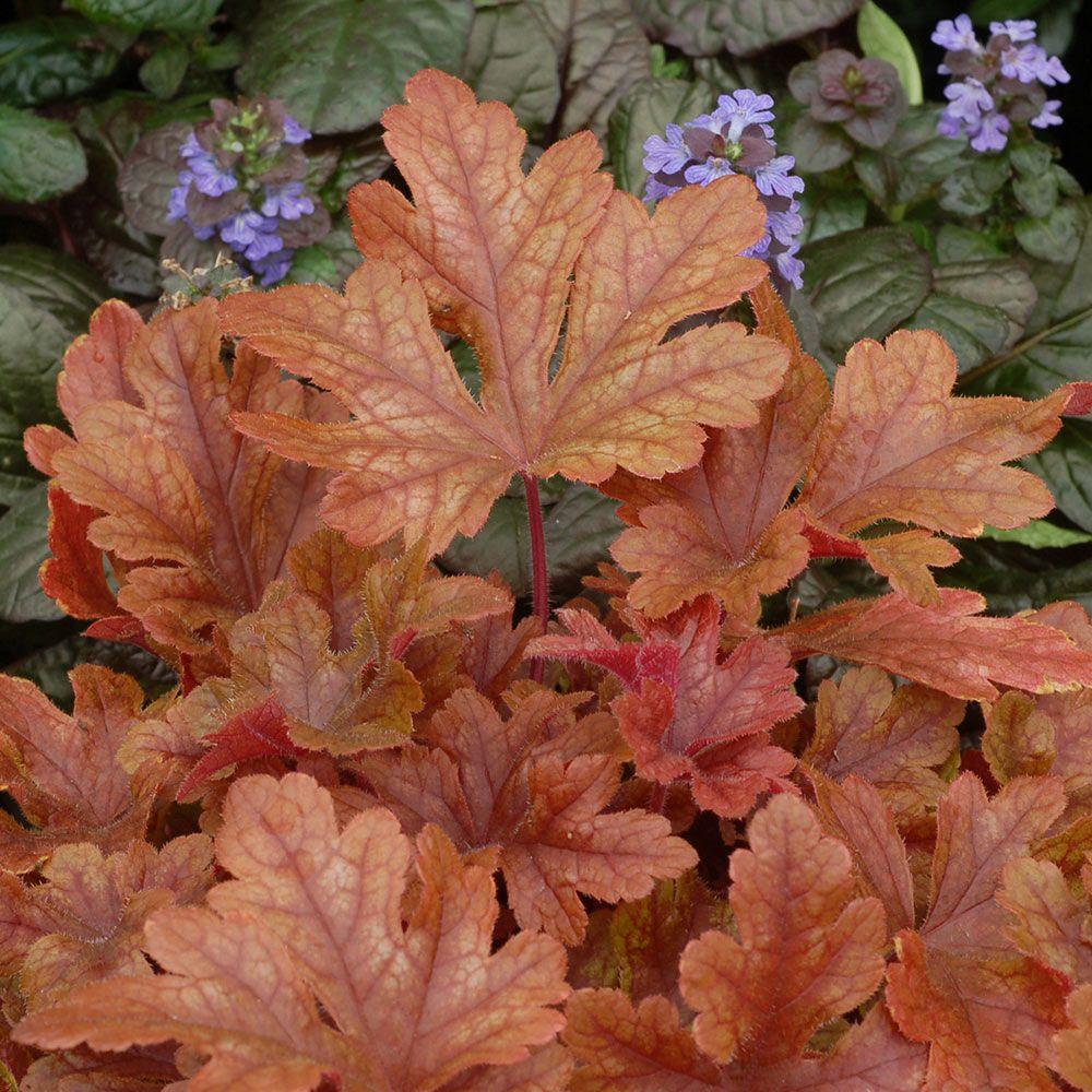 G6597 Heucherella X Buttered Rum 8 4edaa8cf C184 4fa9 8f2f E6d2e9adb0db from www redcrocus com