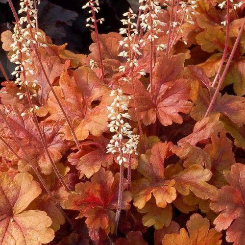 G6597 Heucherella X Buttered Rum 9 Ef79ca7e 6e24 4ba6 92ac 8c37654c6250 from www redcrocus com