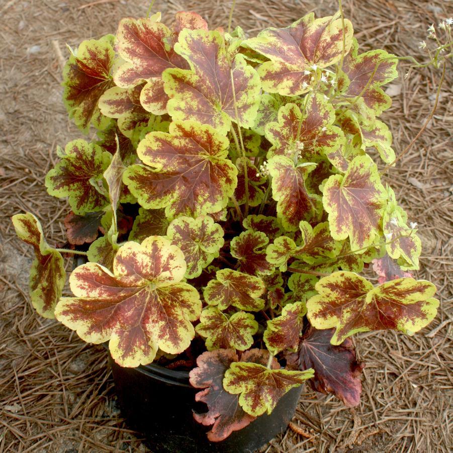 G6598 Heucherella X Solar Eclipse 10 C7c45e47 Ab3e 4a0f 8e63 2351f45cda06 from www redcrocus com